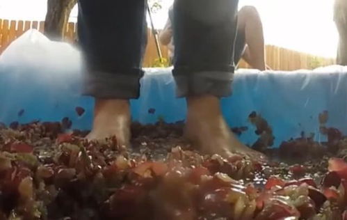 用腳踩出來的葡萄酒更高級 看完制作過程,網(wǎng)友直呼 不想喝了