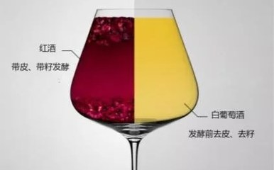 阿聰選酒告訴你是什么讓白、紅葡萄酒變得如此不同