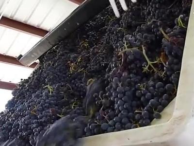 耗時30個月的匠心之作 揭秘葡萄酒加工到銷售的全過程